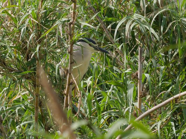 <h3><a href="/trips/extramadura/biota/animalia/chordata/aves/015 pelecaniformes/002 ardeidae/nycticorax nycticorax/nycticorax nycticorax-nl.html">Nycticorax&nbsp;nycticorax</a> / Black‑crowned&nbsp;night&nbsp;heron / Kwak</h3>OM-1 Mark II met OLYMPUS M.150-400mm F4.5, 1/2000 sec  bij F4.5, ISO 500, afstand 66.7&nbsp;m